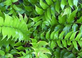 <p>Holly Fern</p>