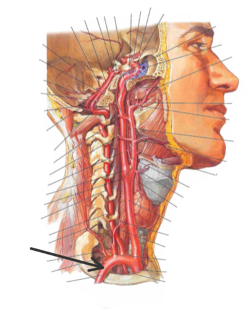 <p>identify the structure(s) indicated by the arrow</p>