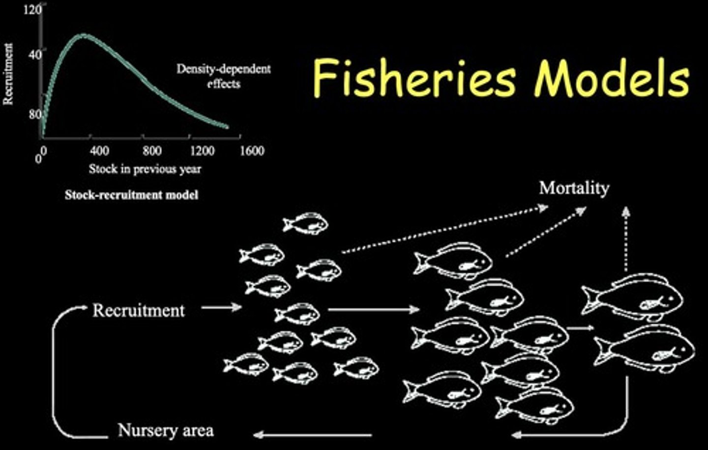 <p>As stock size increases, recruitment generally decreases due to density-dependent effects.</p>