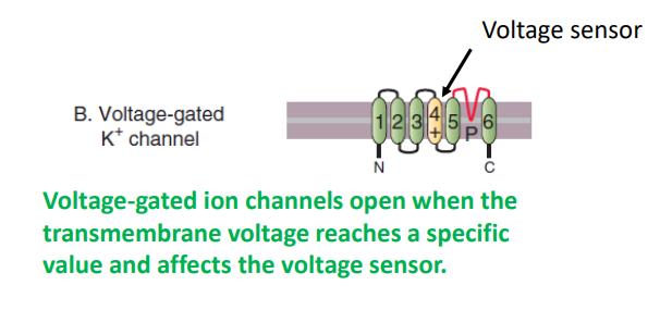 <p>open in response to changes in electrical voltage across the membrane. These channels have voltage-sensing domains which contain positive charges that are influenced by cross-membrane voltage</p>