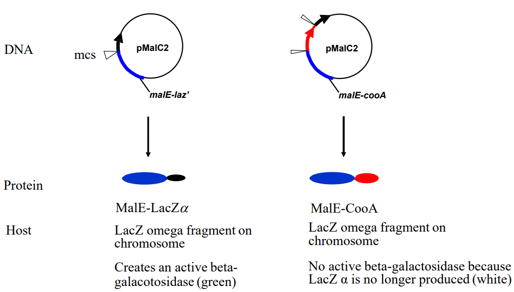 <p>Explain the <strong>blue white screening</strong> mechanism that uses <strong>LacZ omega fragments</strong> on each <strong>chromosome </strong>in the <strong>pMalC2 </strong>vector. (slide 12)</p>