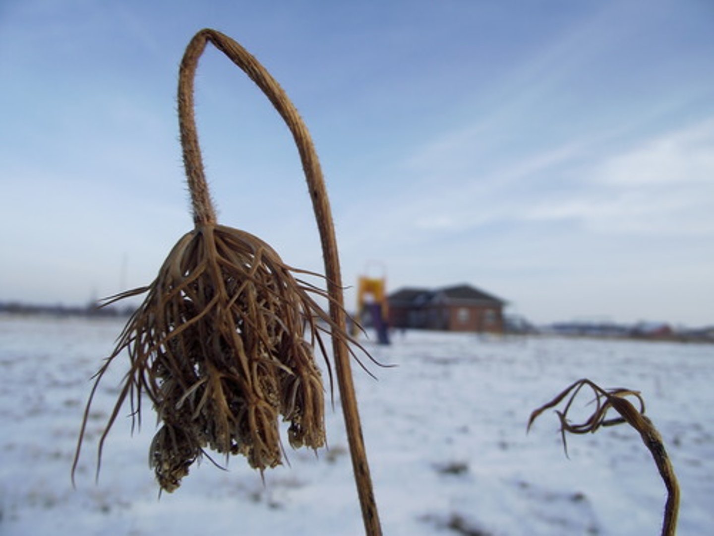 <p>adj. dry and withered</p>