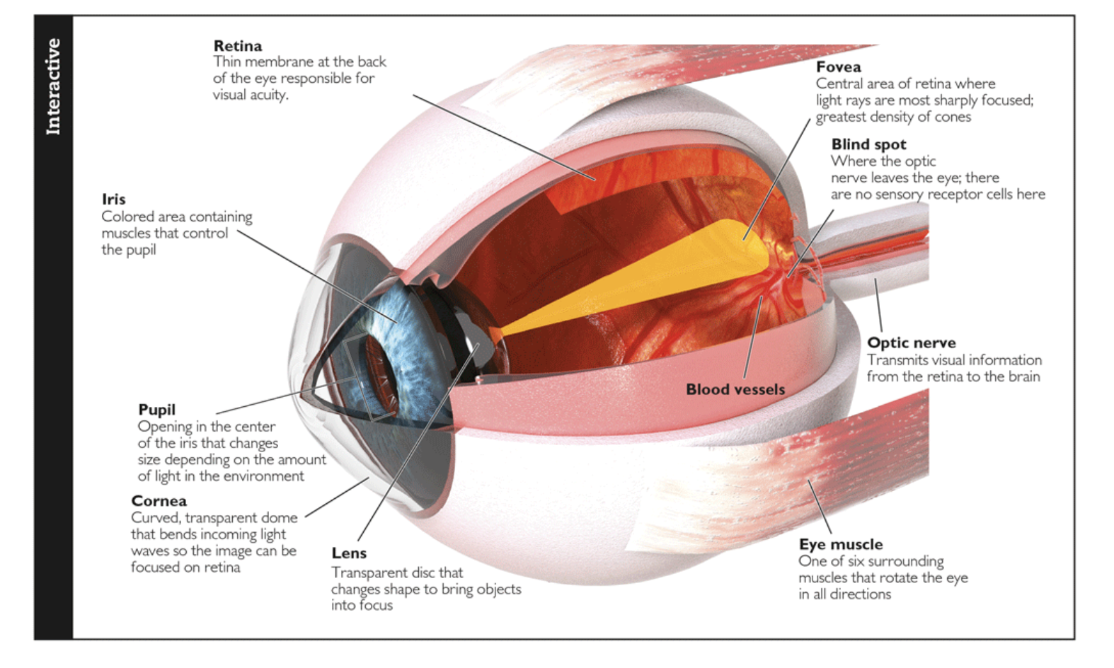 <p>white portion of the eye</p>