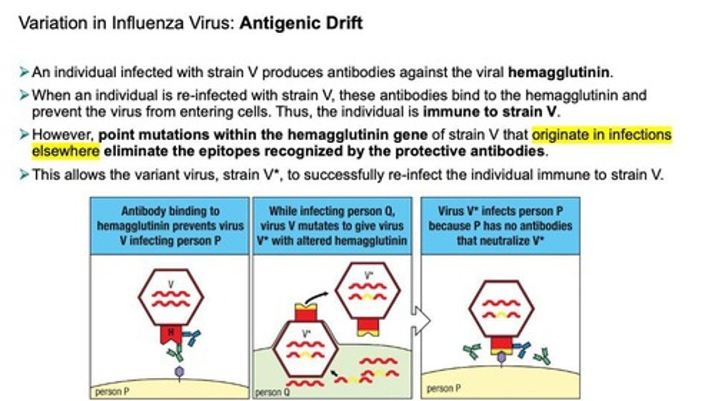 <p>Antigenic variation in Influenza due to accumulation of point mutations.</p>