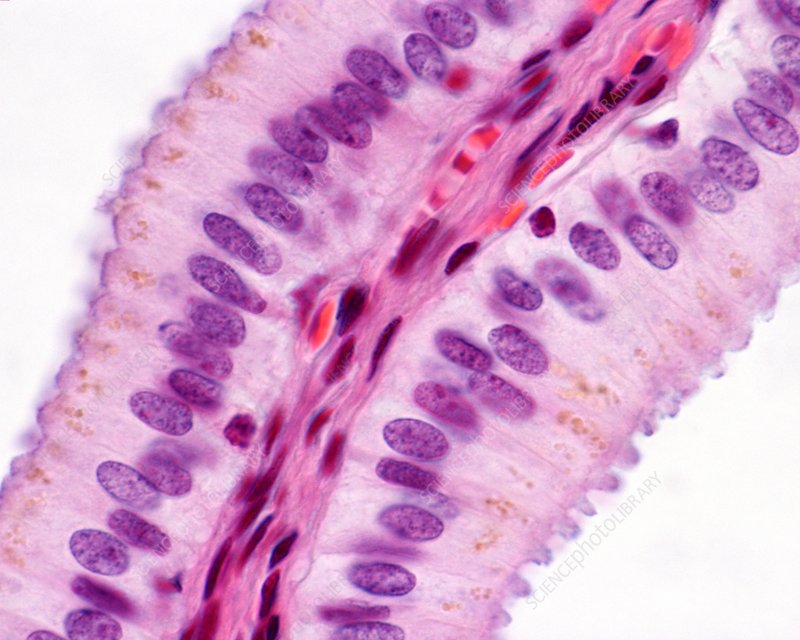 <p>What cell is this?</p>