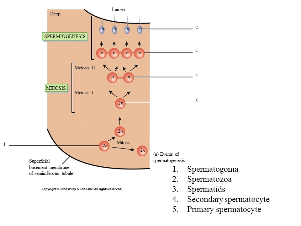 <ol><li><p>Spermatogonium </p></li></ol>