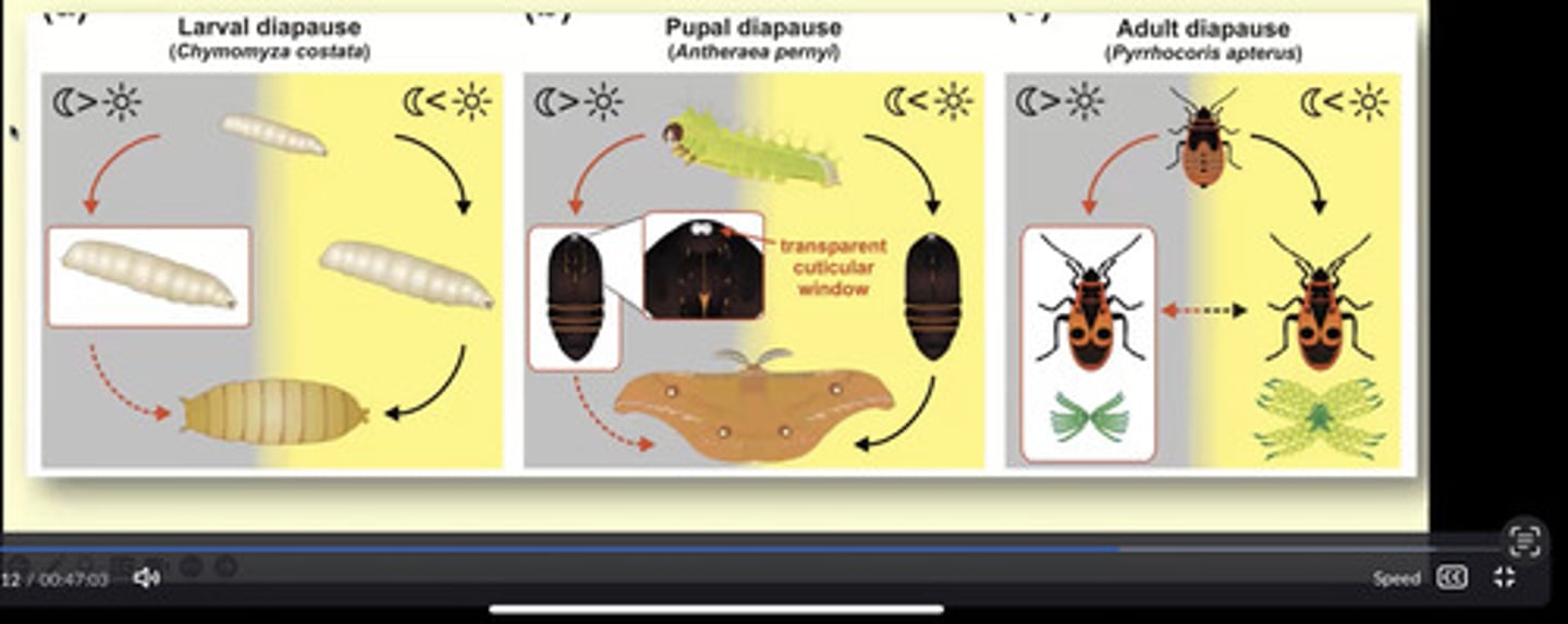 <p>entering a state where feeding, mobility, and reproduction stop</p><p>- emerge when conditions improve</p>