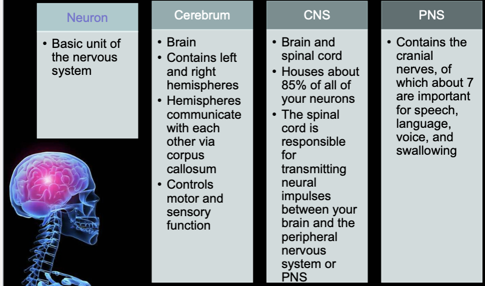 <p><span style="color: #000000"><br>Innervation or neural control is contralateral, meaning that the right hemisphere controls the left side of the body, and vice versa</span></p><ul><li><p>neurons</p></li><li><p>cerebrum</p></li><li><p> CNS</p></li><li><p>PNS</p></li></ul><p><span style="color: #000000"><br></span></p>