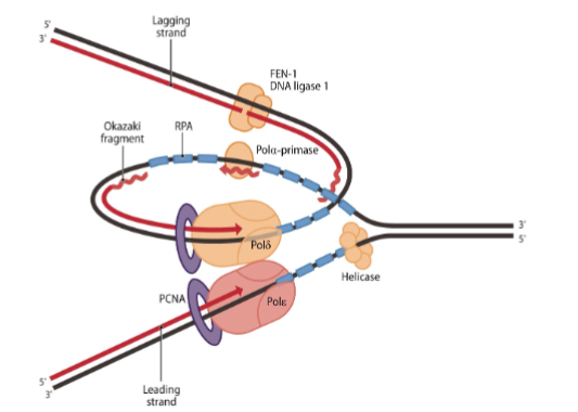 <p>DNA polymerase α (alpha): Initiates DNA synthesis by adding primers.</p><p>DNA polymerase δ (delta): Extends Okazaki fragments on the lagging strand.</p><p>DNA polymerase ε (epsilon): Main polymerase on the leading strand.</p>