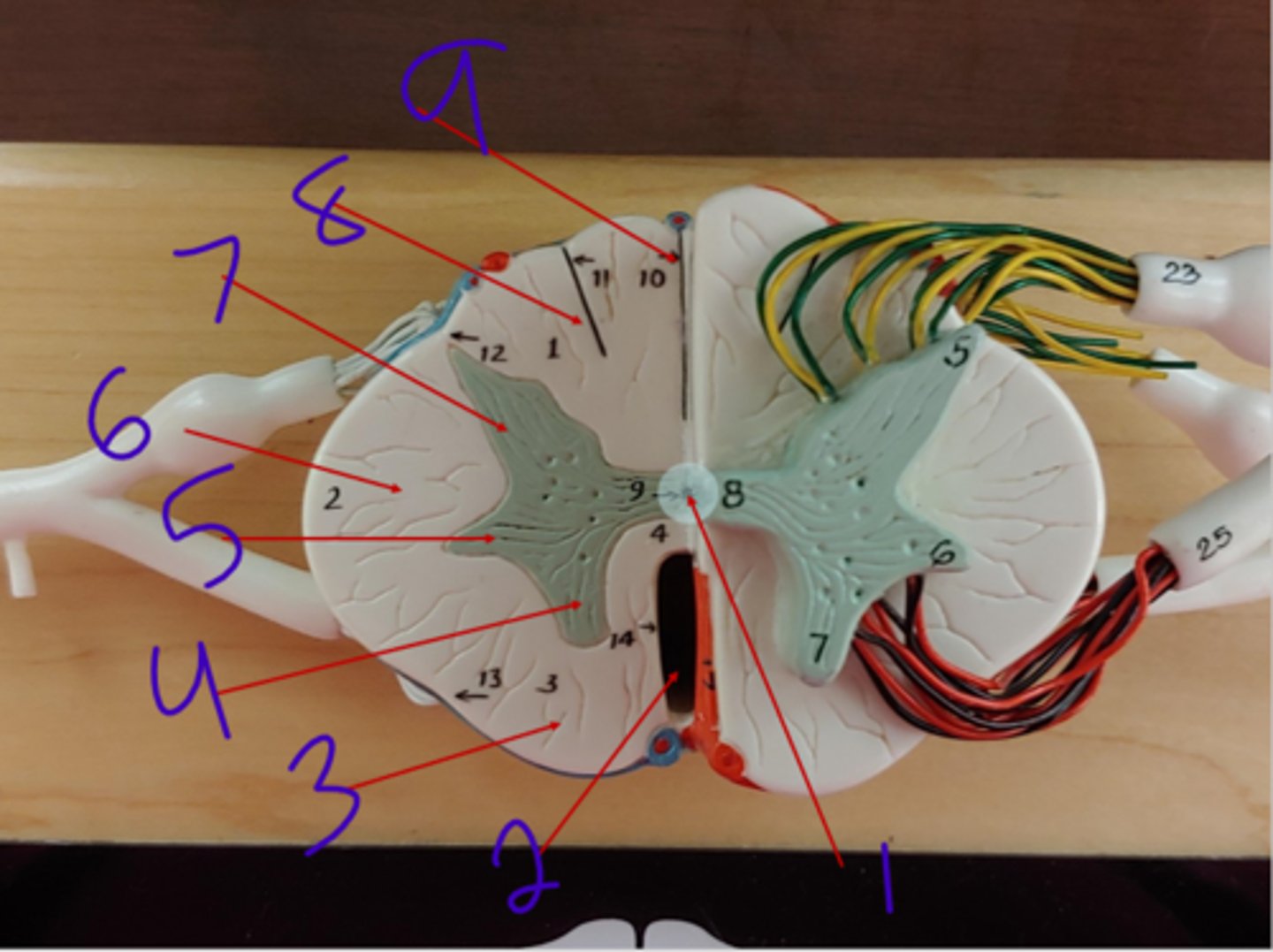 <p>Spinal cord - #2</p>
