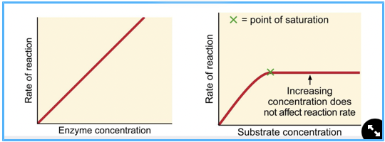 <p>more substrate = faster rxn, UNLESS it becomes saturated, in which case the rxn rate plateaus - if all active sites are occupied.</p>