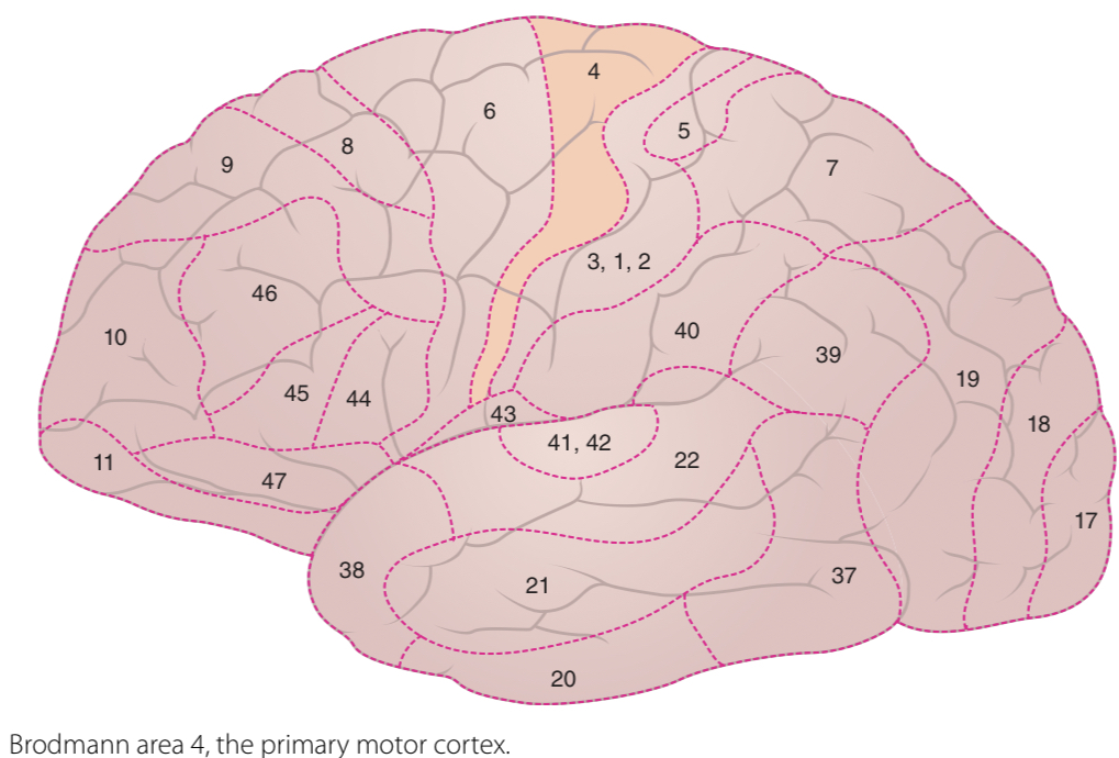 <p>Primary motor cortex</p>