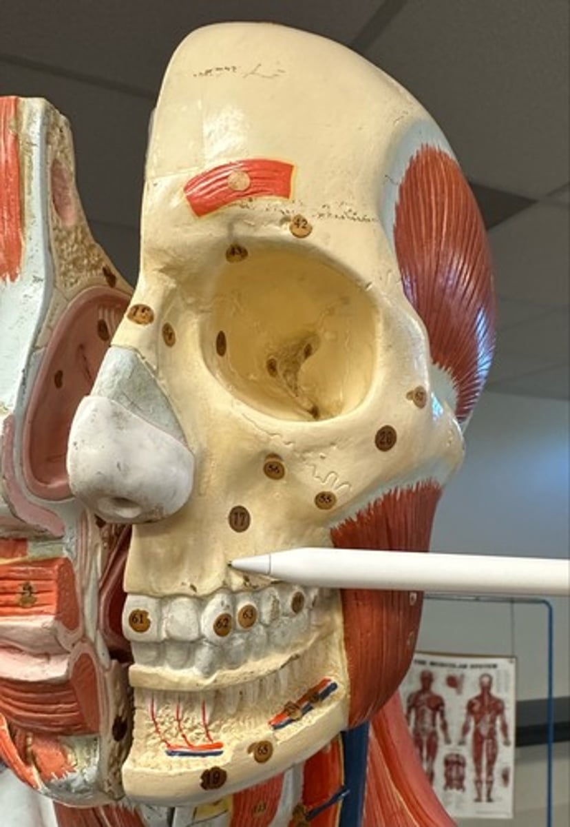 <p>What are the (2) attachments of the Buccinator?</p>