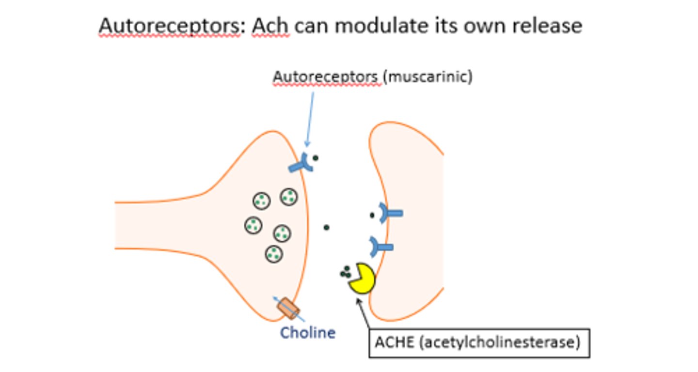 <p>receptors found on the pre-synaptic nerve terminal that modulate how much ACh is released from that same neuron</p><p>ex: if theres A LOT of ACh release, then it will land on both the effector receptor but also on the muscarinic receptor on that same neuron and have an inhibitory effect= less ACh release</p>