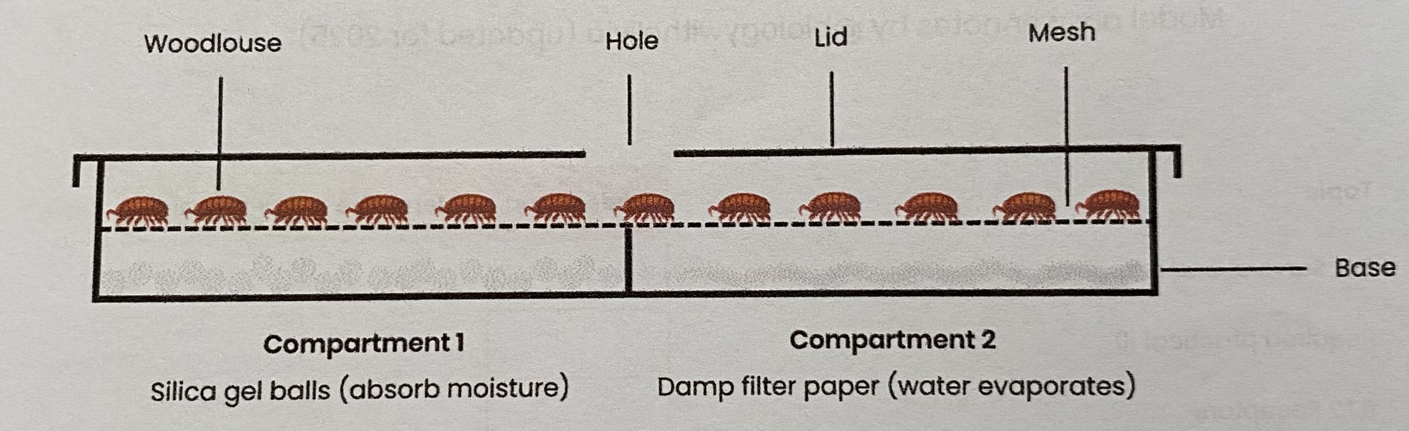 <ol><li><p>Set up choice chamber (different compartments) to create <strong>different environmental conditions</strong></p><ul><li><p>e.g. <strong>humidity</strong>= add a drying agent to 1 side and damp filter paper to other</p></li><li><p>e.g. <strong>light</strong>= shine a light but cover one half with black card </p></li></ul></li><li><p><strong>Control</strong> other environmental conditions</p><ul><li><p>e.g. if investigating humidity control light intensity with a dim even light above </p></li></ul></li><li><p>Use a teaspoon to place a <strong>set number of animals</strong> e.g. 12 woodlice on centre of mesh platform and cover with lid</p></li><li><p>After a <strong>set amount of time</strong> e.g. 10 mins <strong>record</strong> the number of animals in each section</p></li><li><p><strong>Repeat</strong> after gently moving woodlice back to centre</p></li></ol><p></p>