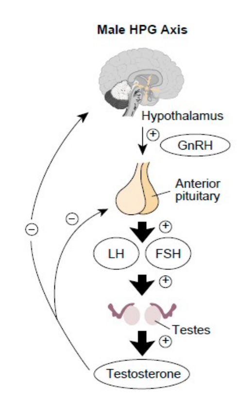 <p>At puberty, the hypothalamus starts stimulating the pituitary to secrete gonad targeting hormones (LH and FSH). </p><p>o The testes respond to these hormones by producing testosterone which supports the maturation of sperm. </p><p>o This mechanism relies on negative feedback</p>