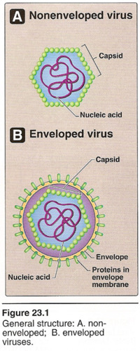 can be either double or single-stranded DNA or double or single-stranded RNA