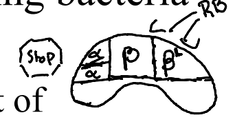 <p>Bind to the beta subunit of RNA polymerase and prevent the elongation step of transcription. </p>