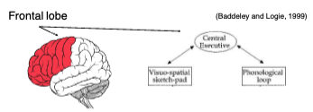 <p class=""></p><ul><li><p class=""><strong>Attentional control of working memory</strong>: Directs attention and prioritizes tasks.</p></li><li><p class=""><strong>Coordinates</strong> the phonological loop and visuospatial sketchpad.</p></li><li><p class=""><strong>Combines</strong> short-term storage and active processing.</p></li><li><p class=""><strong>Influences language comprehension</strong> <strong>capacity</strong> by managing competing information.</p></li><li><p class=""><strong>The main factor in individual differences</strong> in working memory span.</p></li><li><p class=""><strong>Most important for general cognition</strong>, since it integrates and regulates mental resources → multitasking</p></li></ul><p class=""></p><p class=""><strong>Located in the Frontal Lobe → </strong>Crucial for high-level executive functions</p>