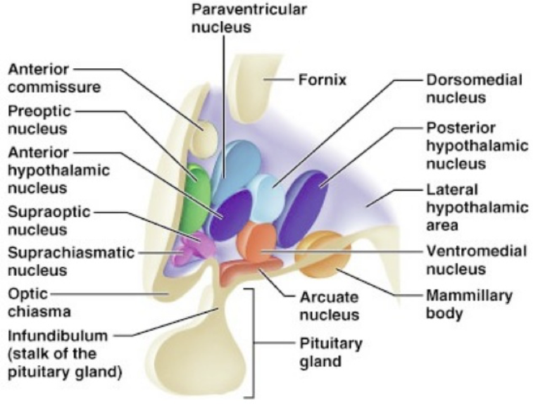 <p>hypothalamus</p><p>Synthesize ADH and oxytocin.</p><p></p>