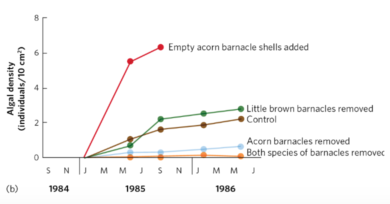 <p>(Test of succession results) </p><ul><li><p>removing little brown barnacles had little effect</p></li><li><p>removing acorn barnacles resulted in much less algal growth</p></li><li><p>providing acorn barnacle shells increased algal growth</p></li></ul><p><strong>Acorn barnacles ____ the growth of algae by providing structure for algae to grow</strong></p><p></p>