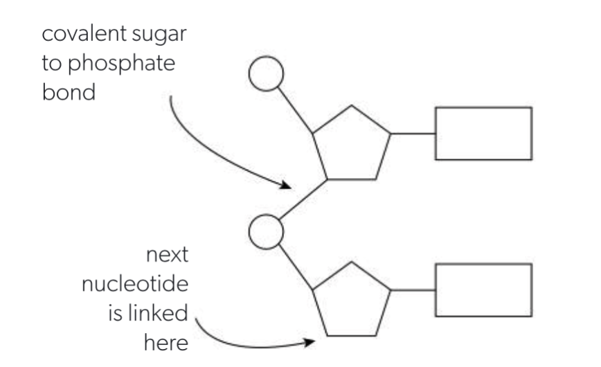 <p>Sugar phosphate “backbone” of DNA and RNA</p>