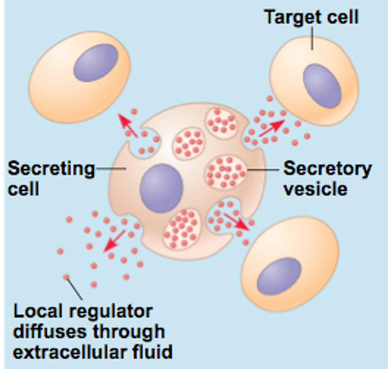 <p>1. endocrine:</p><p>released by gland -> circulation -> target organ</p><p>(insulin, thyroid)</p><p>2. neuroendocrine:</p><p>secreted by neuron -> circulation -> target organ</p><p>(growth hormone, ADH, oxytocin)</p><p>3. paracrine:</p><p>secreted by cells -> extracellular fluid -> affects nearby cells of a different type</p><p>(FSH, GnRH)</p><p>4. autocrine:</p><p>secreted by cells -> extracellular fluid -> affects function of same type of cell</p><p>(prostaglandins, IL-1)</p><p>5. intracrine:</p><p>produced by and acts within a single cell</p>