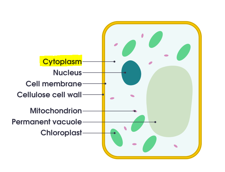<p>Cell jelly (animal, plant, bacteria)</p>