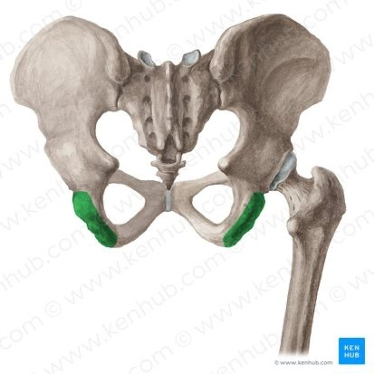 <p>name this specific part of the pelvic bone</p>