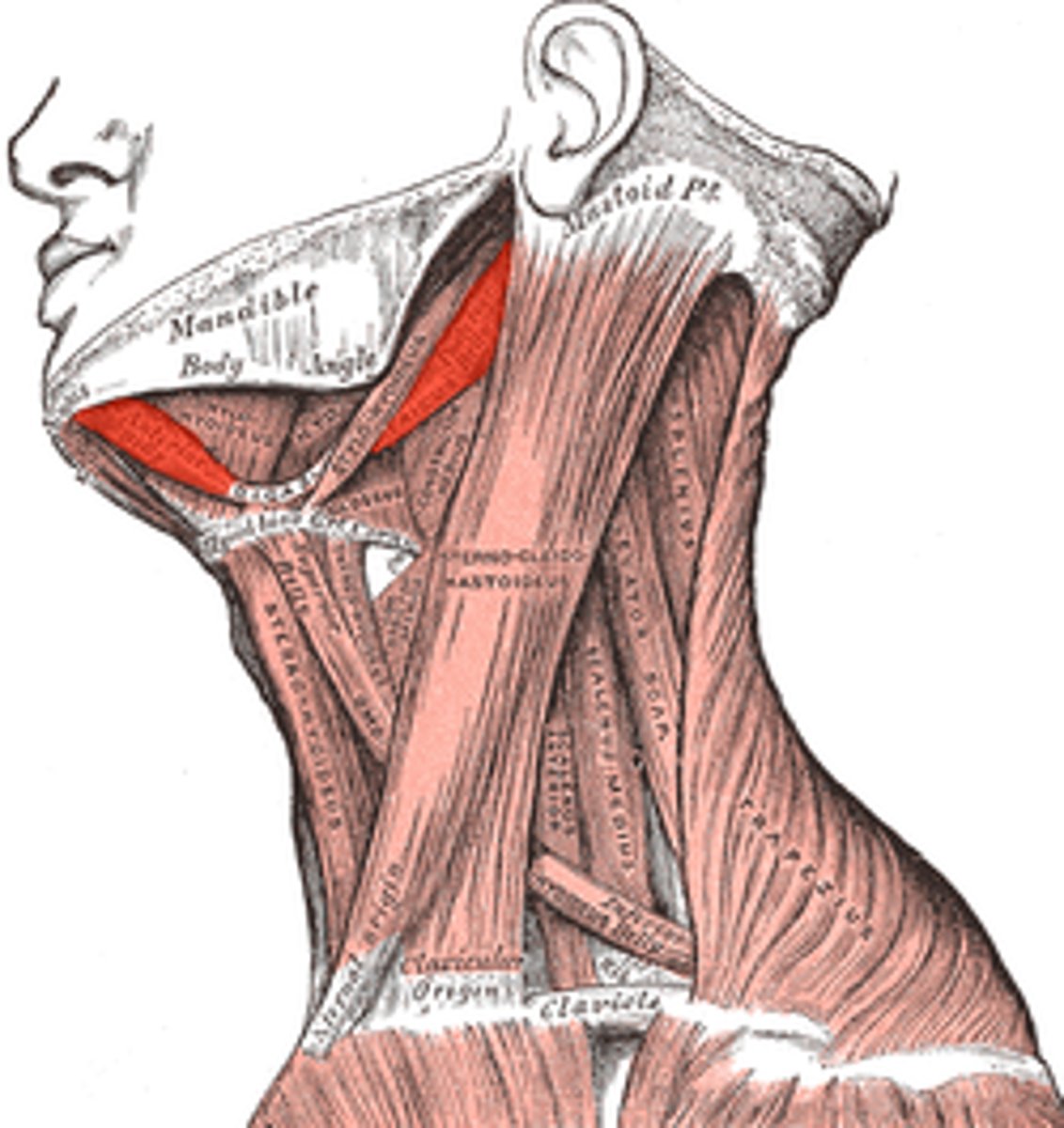 <p>Double-bellied muscle of the neck; Retracts mandible; Draws hyoid bone forward and backward; Origin = The mastoid process; Insertion = Midline of the mandible</p>