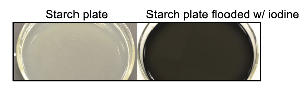 <p><span><strong>Starch </strong>is polysaccharide and hydrolyzed by exoenzyme <strong>amylase</strong> into smaller carbohydrates.<br>• Glucose, a monosaccharide, can be released by hydrolysis,<br>then enter a cell and can be further catabolized by<br><u>endoenzymes</u>.<br>• Flood starch agar plate with <strong>Gram’s iodine</strong>: Iodine binds to<br>starch to form a <u>blue‐black complex covering the agar</u> (this<br>is negative result for Amylase test)</span></p>
