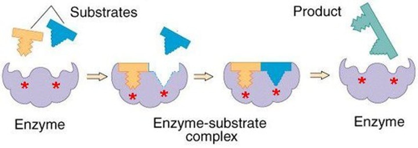 <p>a pocket/groove in an enzyme that binds to the substrate.</p>