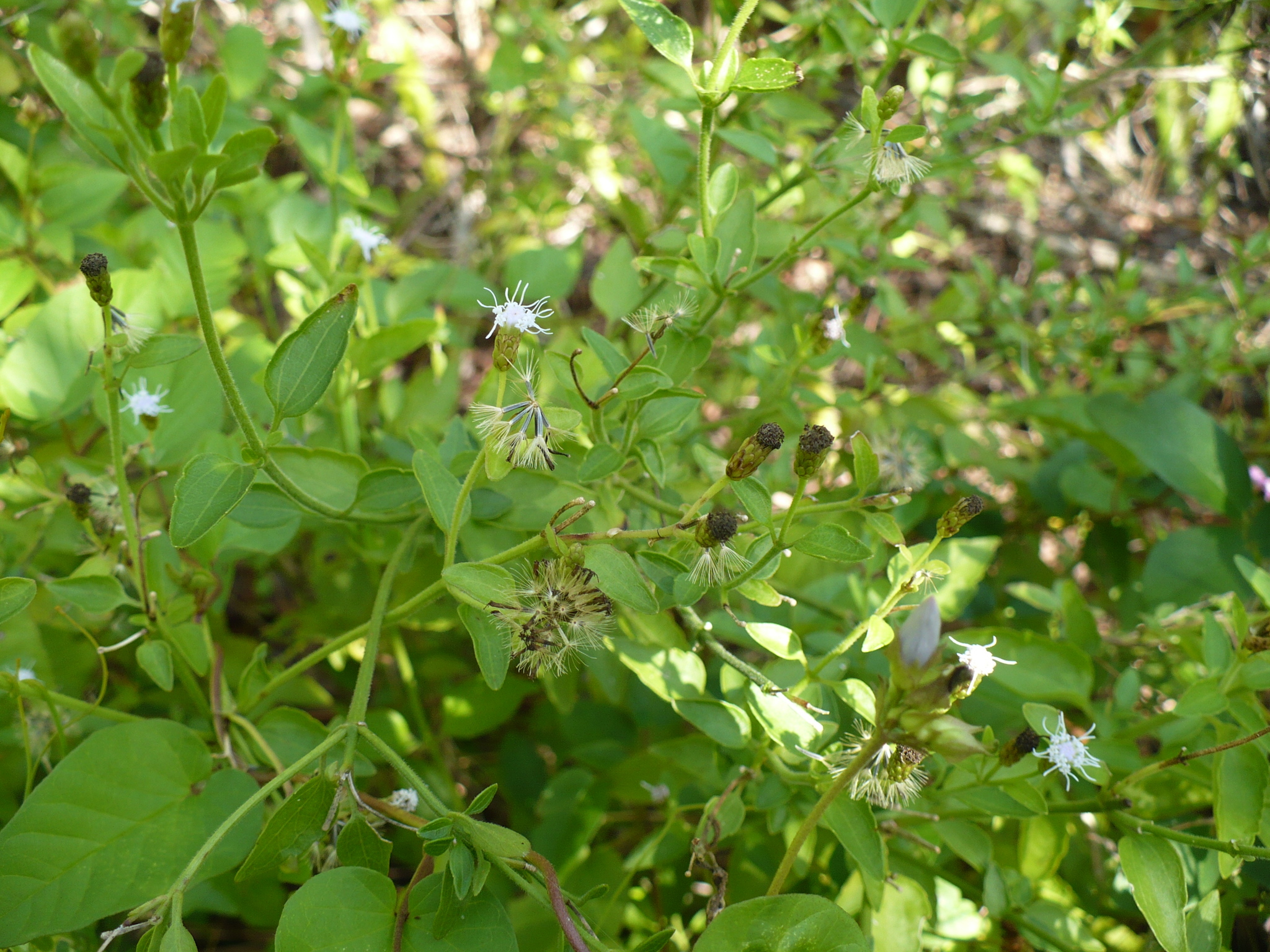 <p>Cape Sable Thoroughwort</p><p>Distinctive flower in a tangled mess of vines</p>