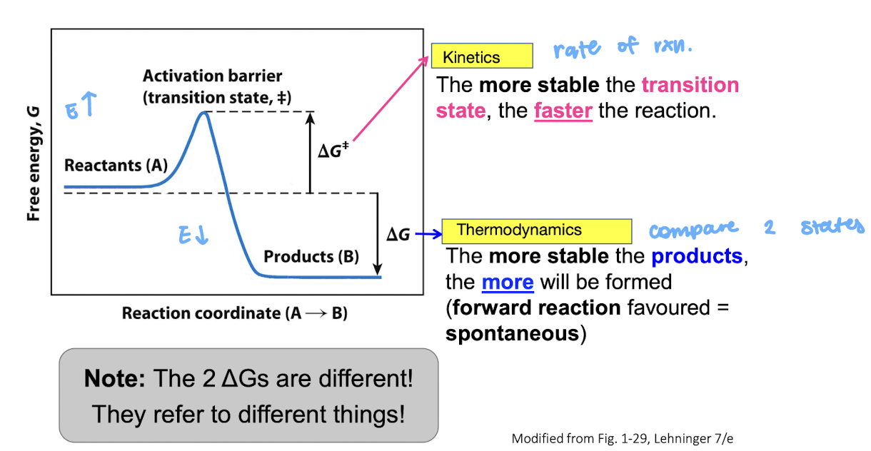 <p>No, it only lowers the Ea</p><p>It doesn’t change the stability of the products </p>