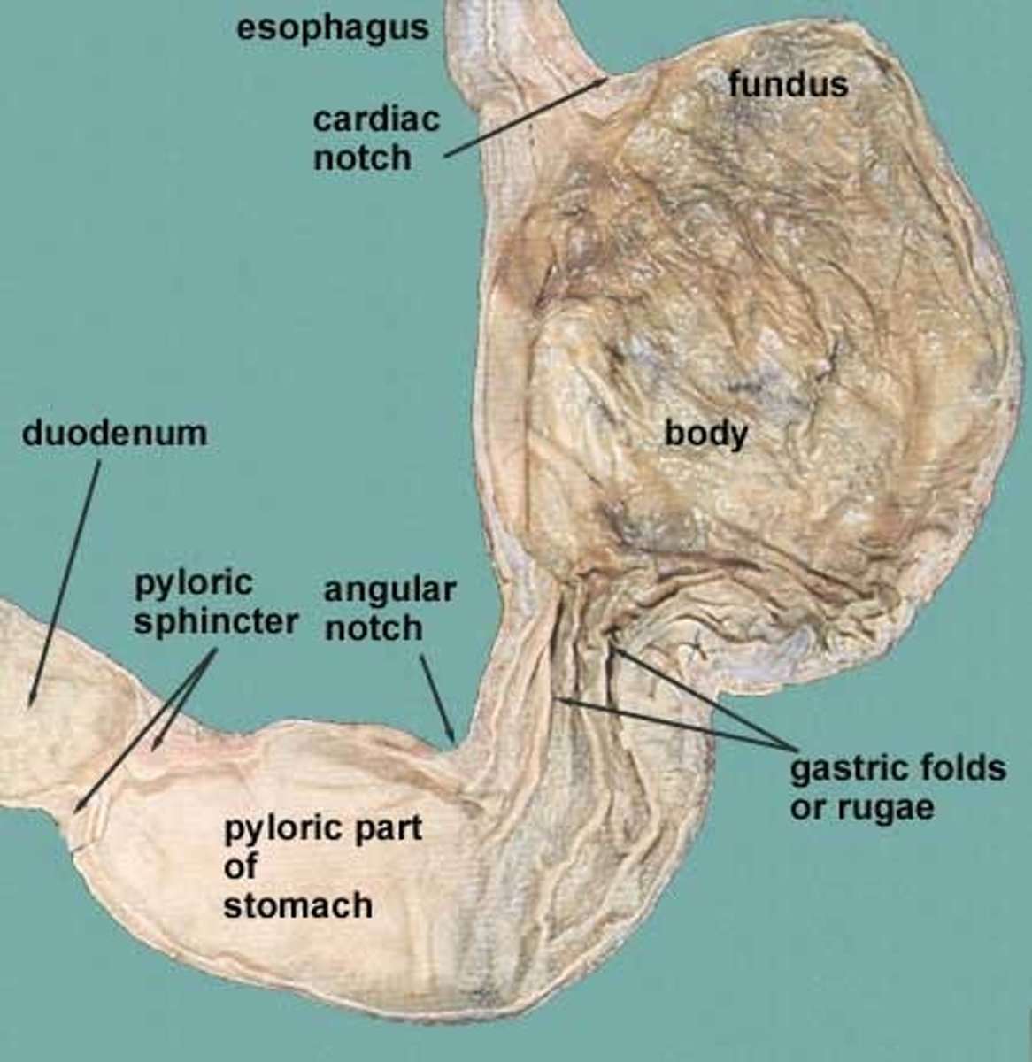 <p>Beginning of the small intestines</p>
