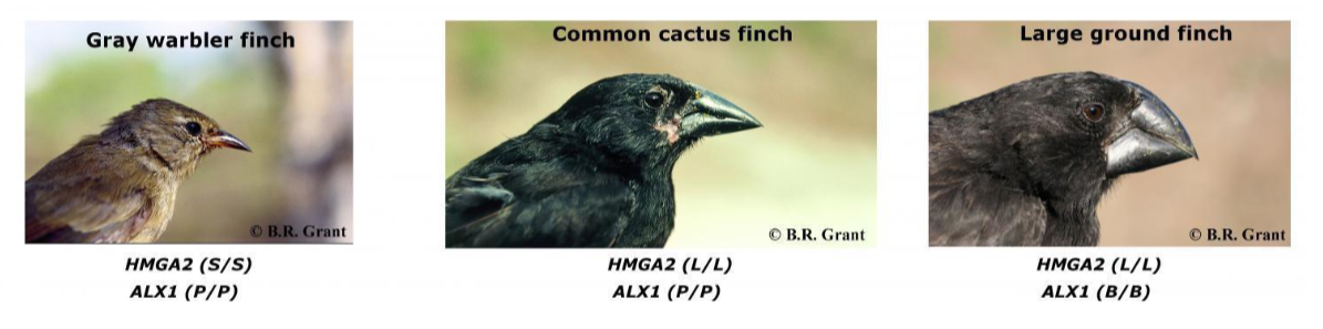 <p>genes associated with beak shape and size, respectively.</p>