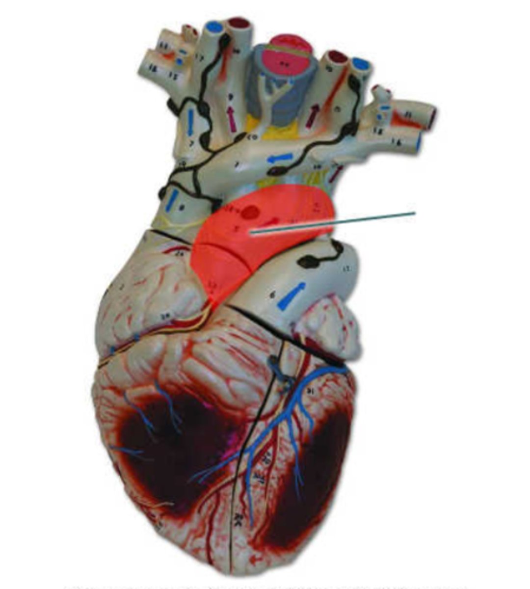 <p>aorta</p>