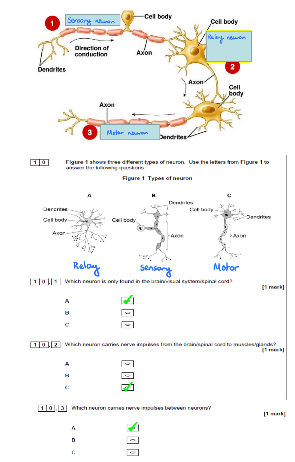 <p>Neurons can be one of three types: sensory neurons, relay neurons or motor neurons.</p><p>The cellular structure of all neurons is the same. There are anatomical differences in size, depending on their function:</p><table style="min-width: 228px"><colgroup><col style="min-width: 25px"><col style="min-width: 25px"><col style="width: 153px"><col style="min-width: 25px"></colgroup><tbody><tr><th colspan="1" rowspan="1"><p></p></th><th colspan="1" rowspan="1"><p><strong>Motor neuron</strong></p></th><th colspan="1" rowspan="1" colwidth="153"><p><strong>Relay (Interconnecting) neuron</strong></p></th><th colspan="1" rowspan="1"><p><strong>Sensory neuron</strong></p></th></tr></tbody></table><table style="min-width: 100px"><colgroup><col style="min-width: 25px"><col style="min-width: 25px"><col style="min-width: 25px"><col style="min-width: 25px"></colgroup><tbody><tr><td colspan="1" rowspan="1"><p><strong>Function</strong></p></td><td colspan="1" rowspan="1"><p>Carries messages from the <strong>CNS (i.e. brain and spinal cord)</strong> to effectors such as muscles and glands.</p></td><td colspan="1" rowspan="1"><p>Transfers messages from sensory neurons to other relay neurons or motor neurons.</p></td><td colspan="1" rowspan="1"><p>Carries messages from the senses to the brain and spinal cord.</p></td></tr></tbody></table><table style="min-width: 100px"><colgroup><col style="min-width: 25px"><col style="min-width: 25px"><col style="min-width: 25px"><col style="min-width: 25px"></colgroup><tbody><tr><td colspan="1" rowspan="1"><p><strong>Structure</strong></p></td><td colspan="1" rowspan="1"><p>Short dendrites and long axons (the neuron you typically see in textbook diagrams)</p></td><td colspan="1" rowspan="1"><p>Short dendrites and either short or long axons -but usually drawn with short axon.</p></td><td colspan="1" rowspan="1"><p>Long dendrites and short axons and <strong>protruding cell body</strong>.</p></td></tr></tbody></table><p></p><p>SEE IMAGE ATTACHED - In diagrams…</p><ul><li><p>Sensory neurons will be shown to have a protruding cell body.</p></li><li><p>Motor neurons just have the typical neuron shape.</p></li><li><p>Relay neurons will be drawn stumpier.</p></li></ul><p></p>