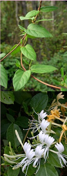 <p>What are the wildlife benefits of this plant?</p><p>Browsed by White-tailed Deer and Eastern Cottontail</p><p>Browsed by white-tailed deer and eastern cottontail, nectar for pollinators, nesting cover, and fruit for songbirds, northern bobwhite, and other animals</p><p>it’s an exotic species with relatively minor wildlife value</p><p>fruit for songbirds, northern bobwhite, and other animals</p>