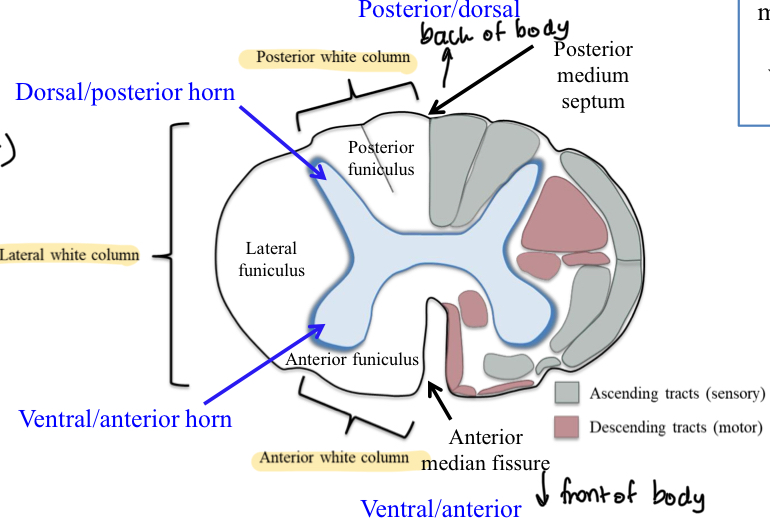 <p>Surrounds gray matter</p><ul><li><p>consists of bundles of axons (with myelin) that travel up and down the spinal cord and convey sensory signals ascending to brain (cord to brain) or motor commands descending from brain (brain to cord)</p></li><li><p>Funiculi — three pairs of white matter bundles</p><ul><li><p>Posterior/dorsal, lateral, anterior/ventral</p></li></ul></li><li><p>Tracts/fasiciuli </p><ul><li><p>Ascending/sensory</p></li><li><p>Descending/motor</p></li></ul></li></ul><p></p>
