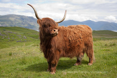 -Originates in SCOTLAND, introduced to US in late 1890s
-Red, black, yellow, dun and white with long silky hair, big horns pointing upward, small to medium size
-• Introduced to US in late 1890s, tolerant of extreme colder temperatures, great mothering ability, less tolerant of tropical settings, late maturity
-Beef breed of choice for the British Royal Family; the family keeps a large herd