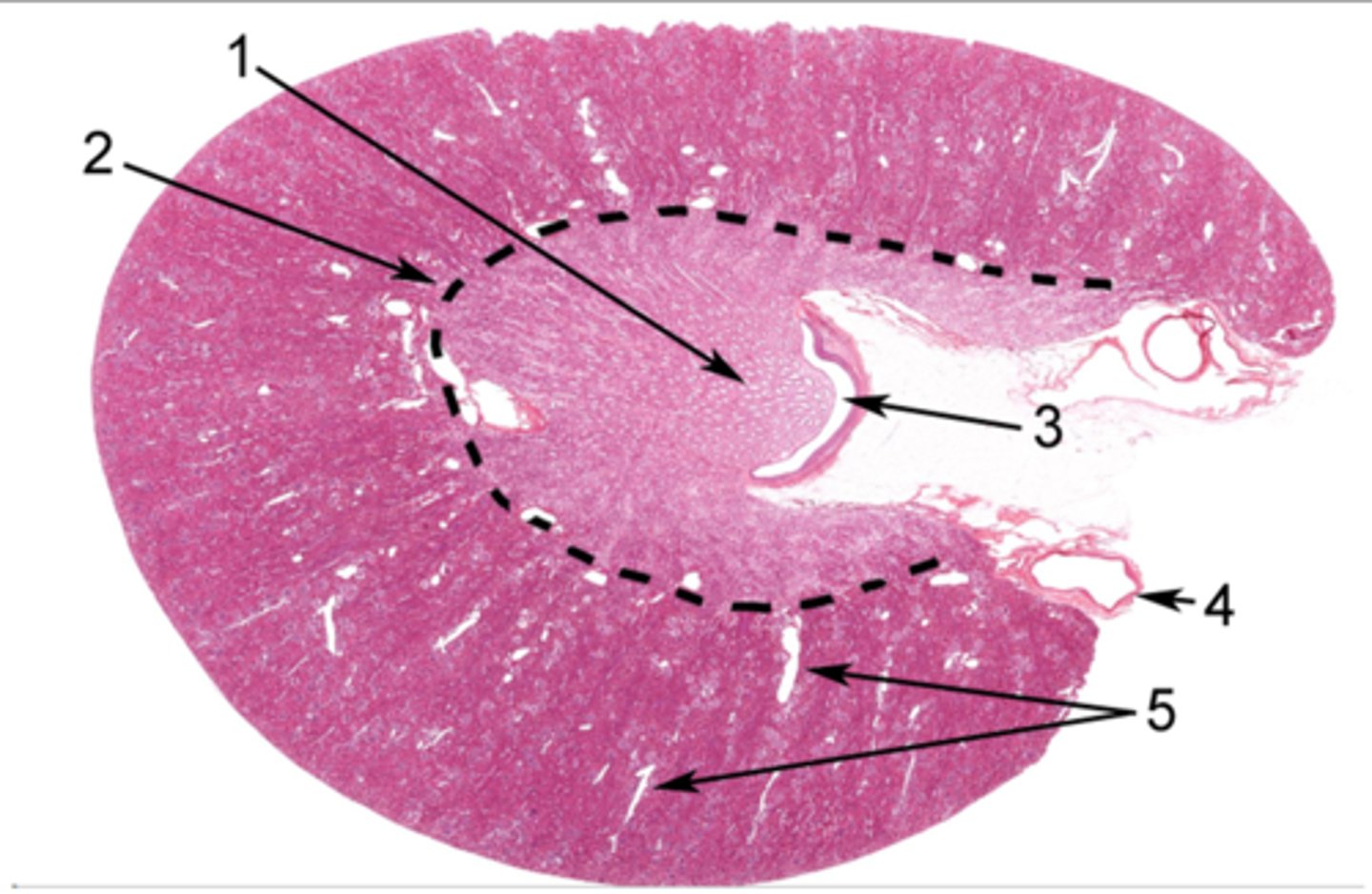 <p>Identify the organ in cross section</p>
