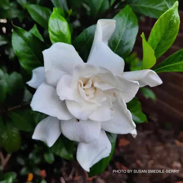 <p>Gardenia</p>