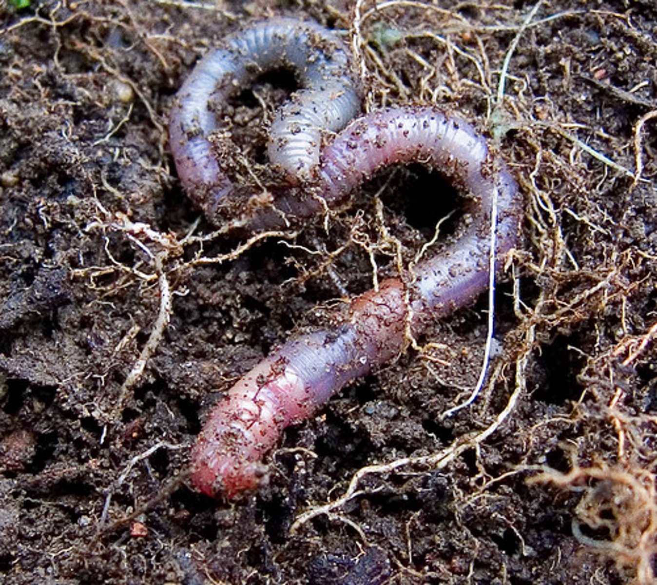 <p>- Not much activity here due to cold climate, meaning that the soil is not mixed<br><br>... leads to clear horizons developing</p>