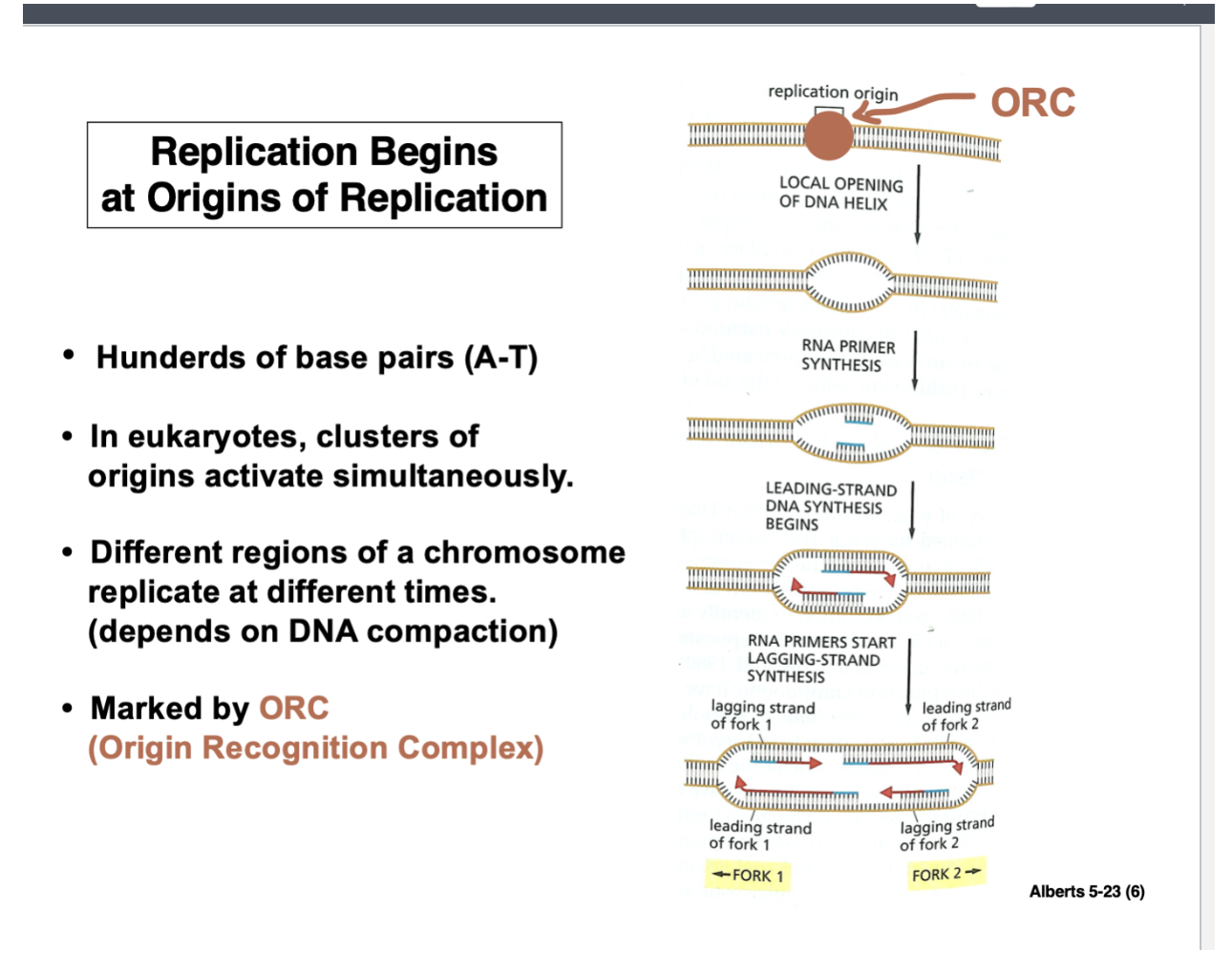 <ul><li><p>Replication begins at the ORIGIN (called the REPLICATION ORIGIN)</p></li><li><p>Essentially, the replication origin is a stretch of nucleotides or hundreds of base pairs (A-T)</p><ul><li><p>Characteristic of this length of DNA is it’s rich in As and Ts</p></li></ul></li><li><p>This is important because the two strands of DNA have to separate in order for replication of each strand to occur</p></li><li><p>It is much easier to break apart AT rich DNA than GC rich DNA because A’s and T’s have two H bonds between them</p><ul><li><p>G’s and C’s have three H bonds</p></li><li><p>The cell is set up well to separate DNA</p></li></ul></li><li><p>In different groupings of cells, there are certain nucleotide sequences that serve as recognition site for proteins involved in replication process to bind to DNA</p></li><li><p>There is a lot going on in the relatively short DNA sequences — in eukaryotes, there are multiple origin replications on the chromosome</p><ul><li><p>Not all of the origins of replication are active - that is replication is not initiated at each origin at the same time</p><ul><li><p>Clusters or origins that become active</p></li></ul></li><li><p>If you look at the distance between the origins of replication along the chromosome</p></li></ul></li><li><p>Not all the origins become active at the same time</p><ul><li><p>Euchromatin replicates early in S phase</p></li><li><p>Heterochromatin replicates later in S phase</p></li><li><p>This is due to the amount of DNA compaction in euchromatin (less compaction) vs heterochromatin (more compaction)</p></li></ul></li></ul><p></p>