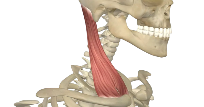 Identify what muscle this is