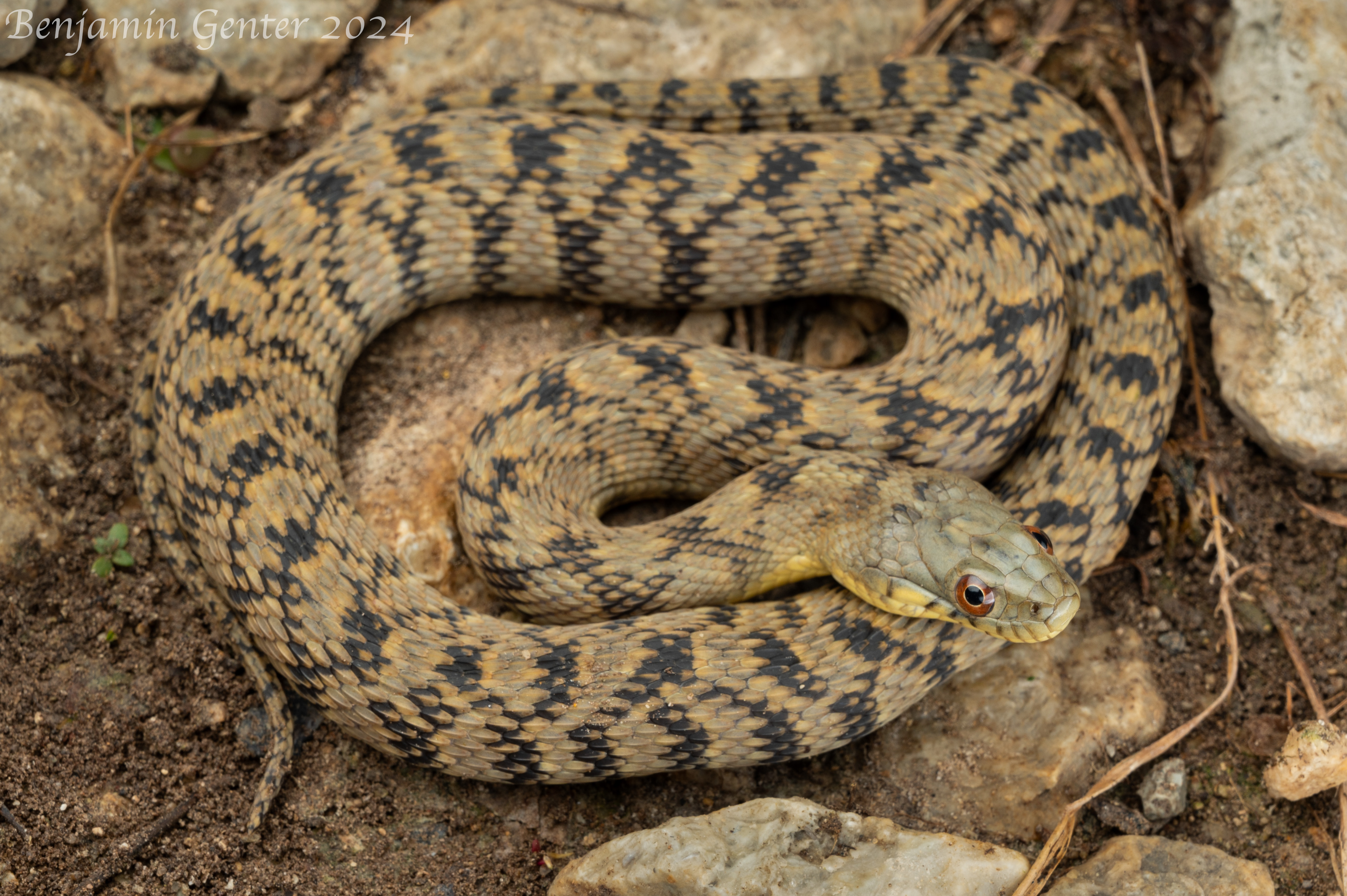 <p>Family: Colubridae</p><p>Latin: Nerodia rhombifer</p><p>Diamondback Watersnake</p>