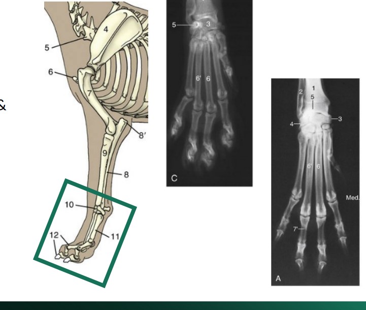 the entire distal part of the thoracic limb, including the carpus, metacarpus, phalanges and all the sesamoid bones. (aka forepaw in carnivores)