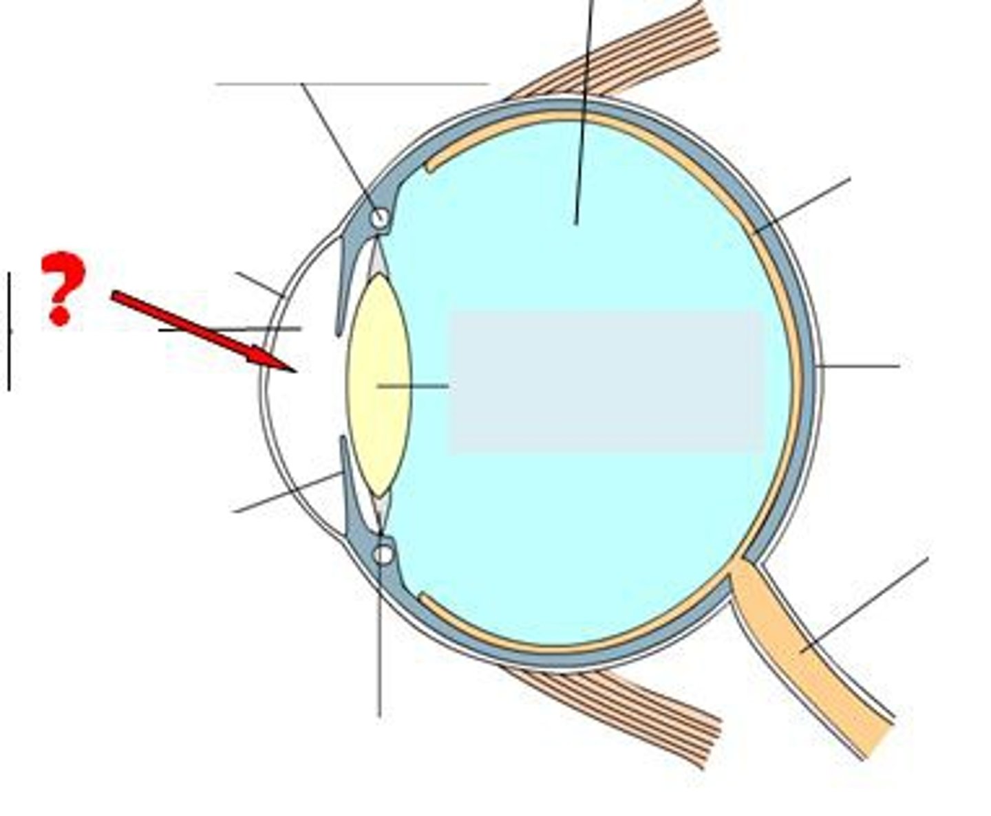 <p>watery liquid found between the cornea and lens</p>
