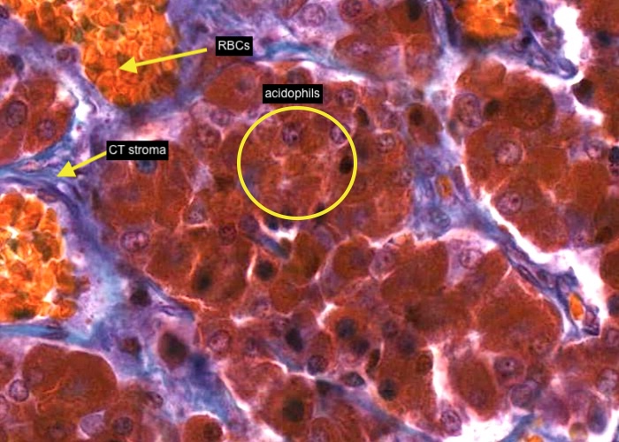 acidophils in para distalis